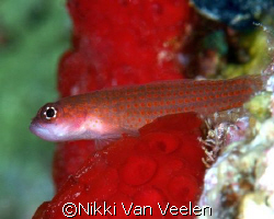 Goby taken at Sharksbay with E300 and 105mm lens. by Nikki Van Veelen 